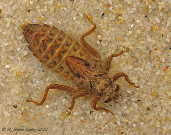 Gomphurus lineatifrons, nymph